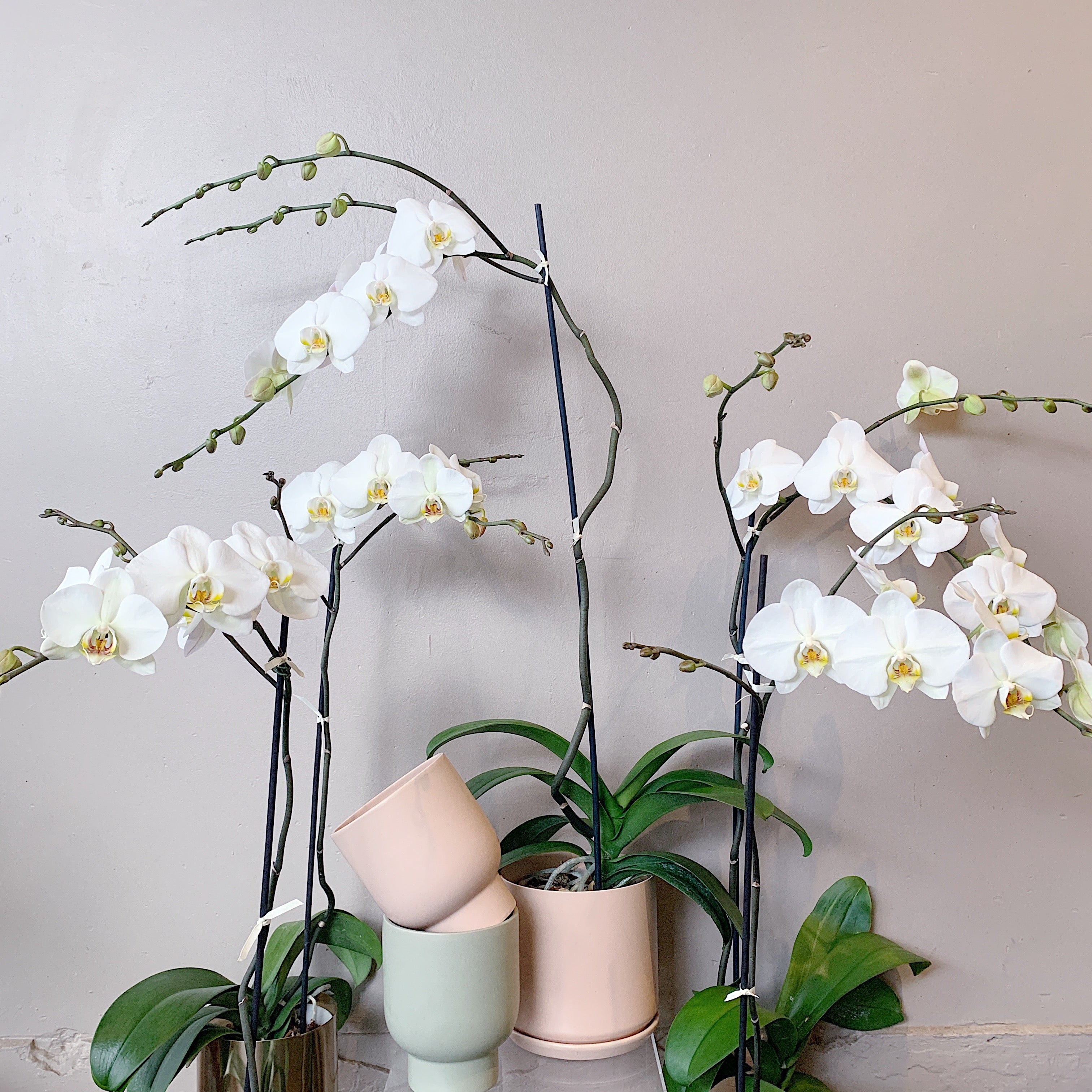 Phalaenopsis Orchid Plant