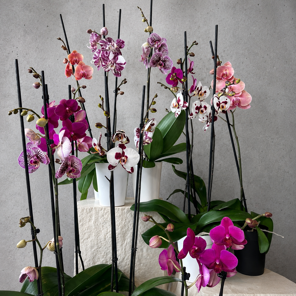 Potted Orchid Plant.
