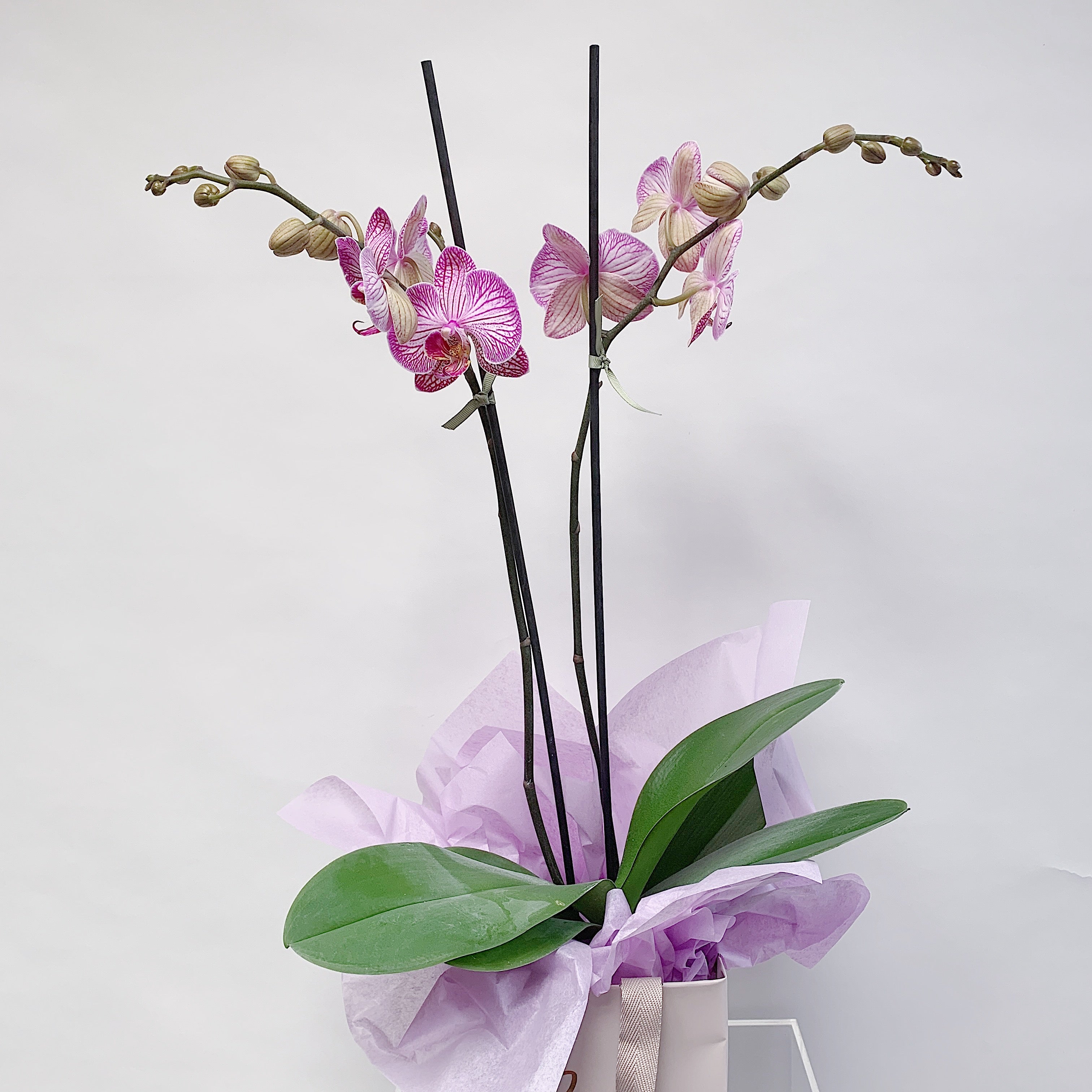Multi-coloured Phale Orchid Plants