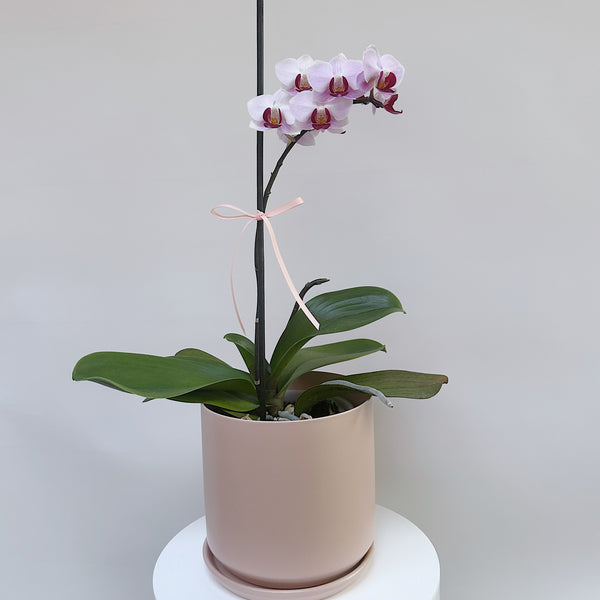Mini Phalaenopsis Orchid - Single Stem