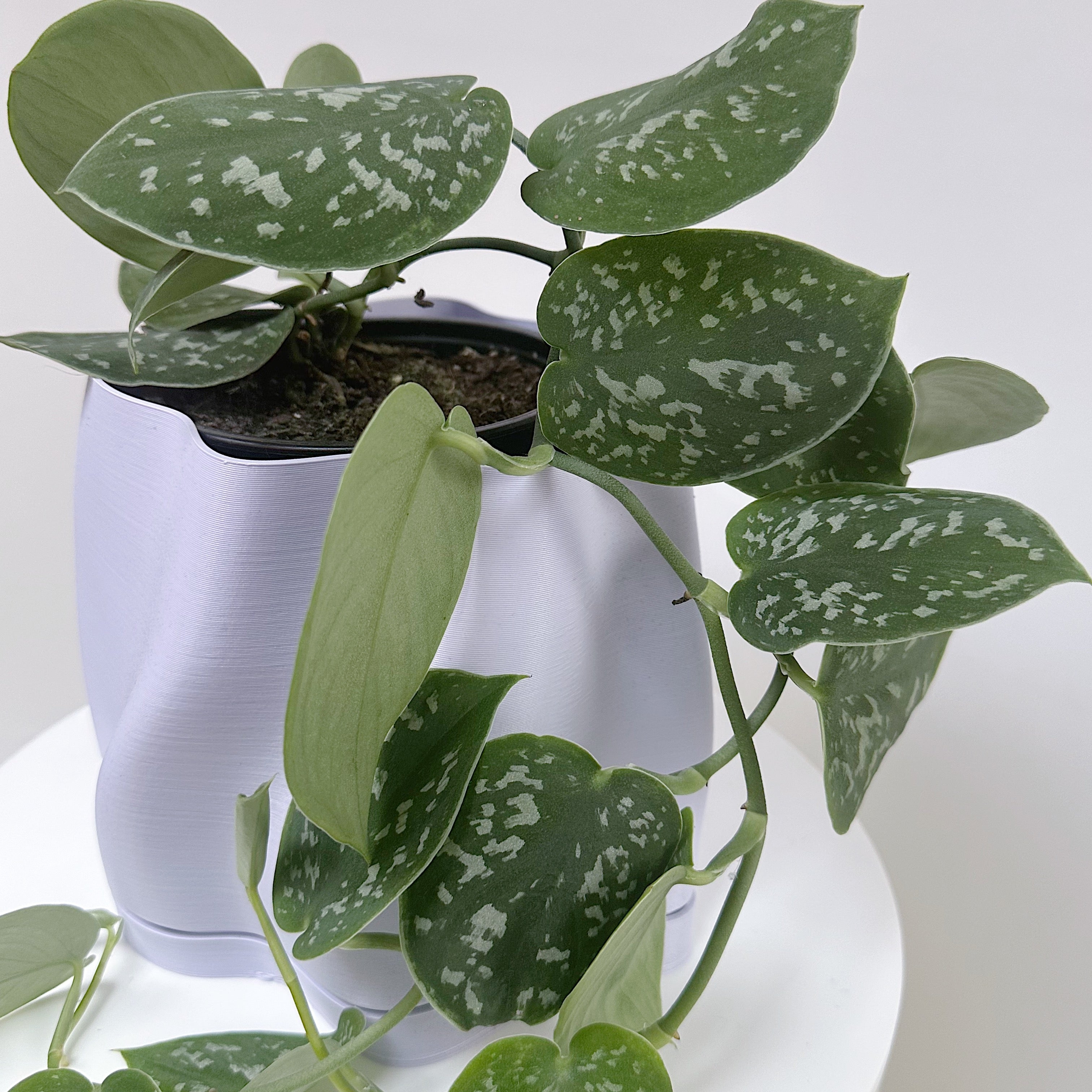 Satin Pothos