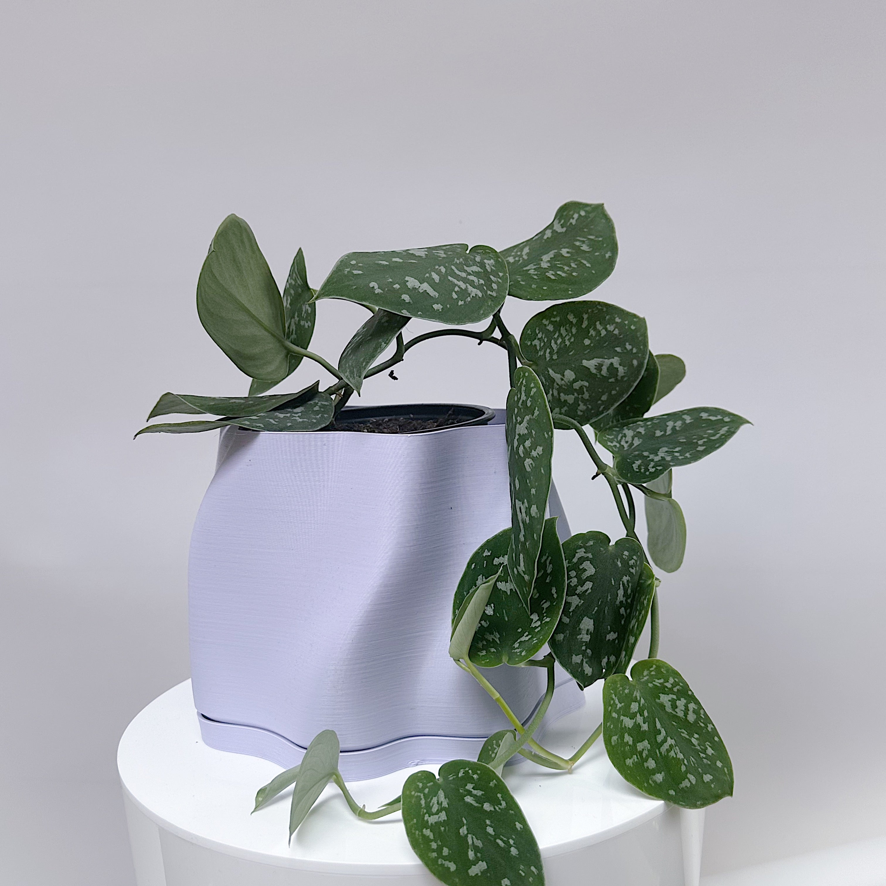 Satin Pothos