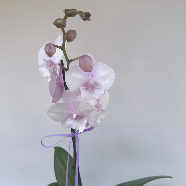 Lilac Phalaenopsis Orchid - Single Stem