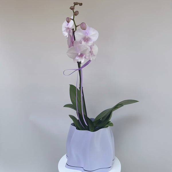 Lilac Phalaenopsis Orchid - Single Stem