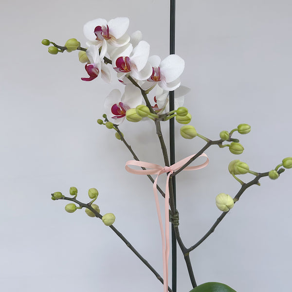 Mini Phalaenopsis Orchid - Branching