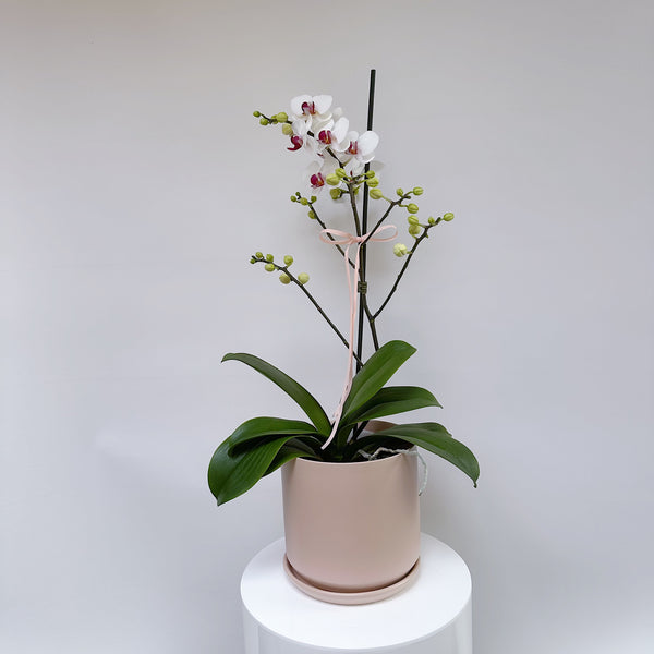 Mini Phalaenopsis Orchid - Branching
