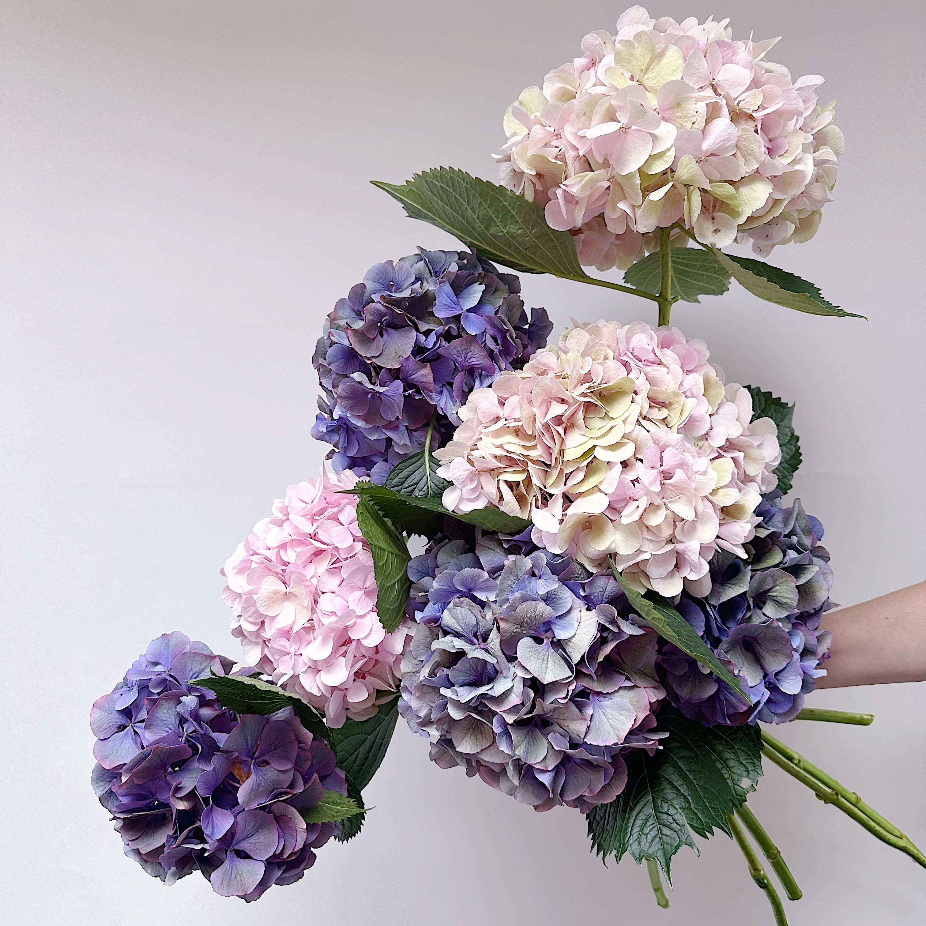 En Masse - Hydrangeas