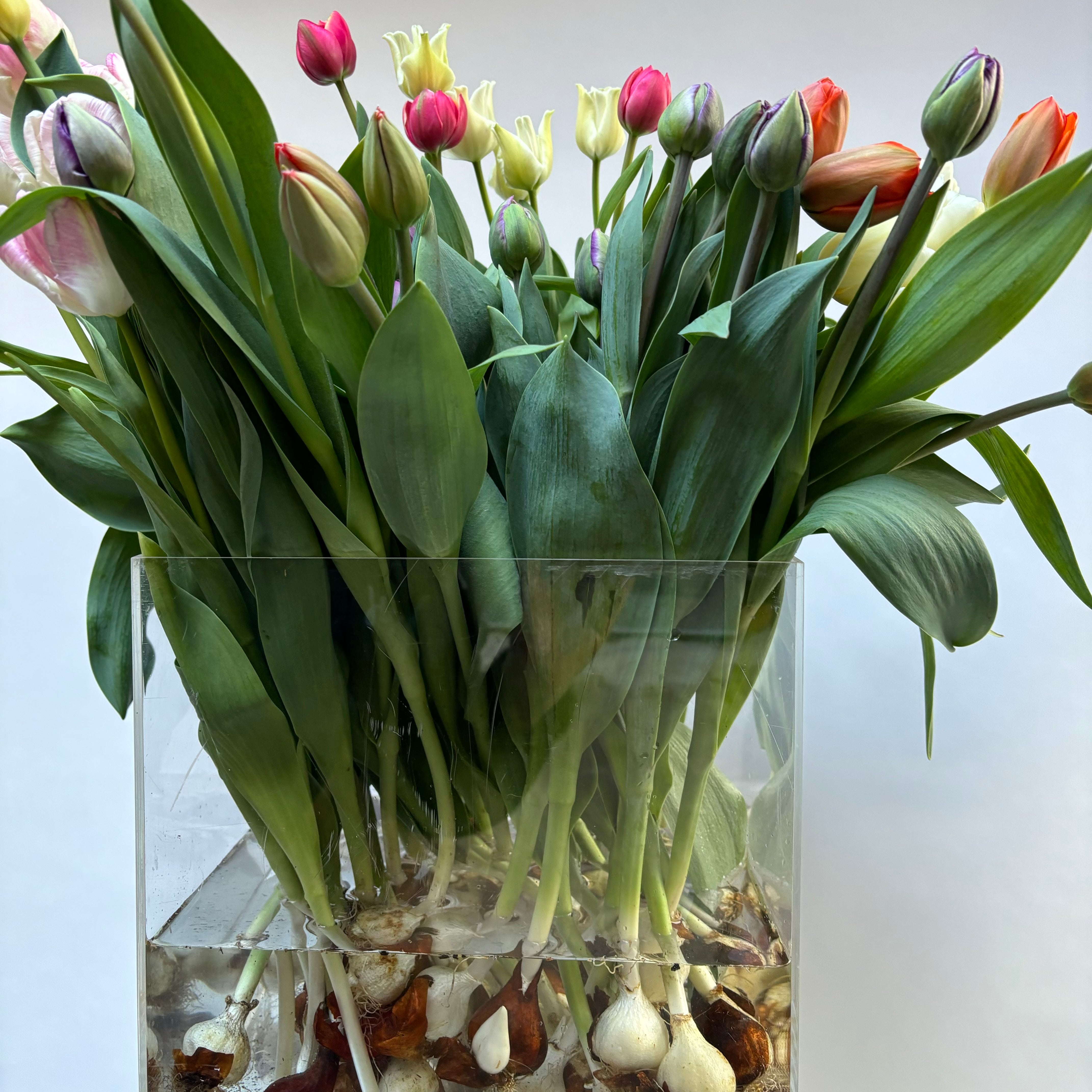 En Masse - Tulips