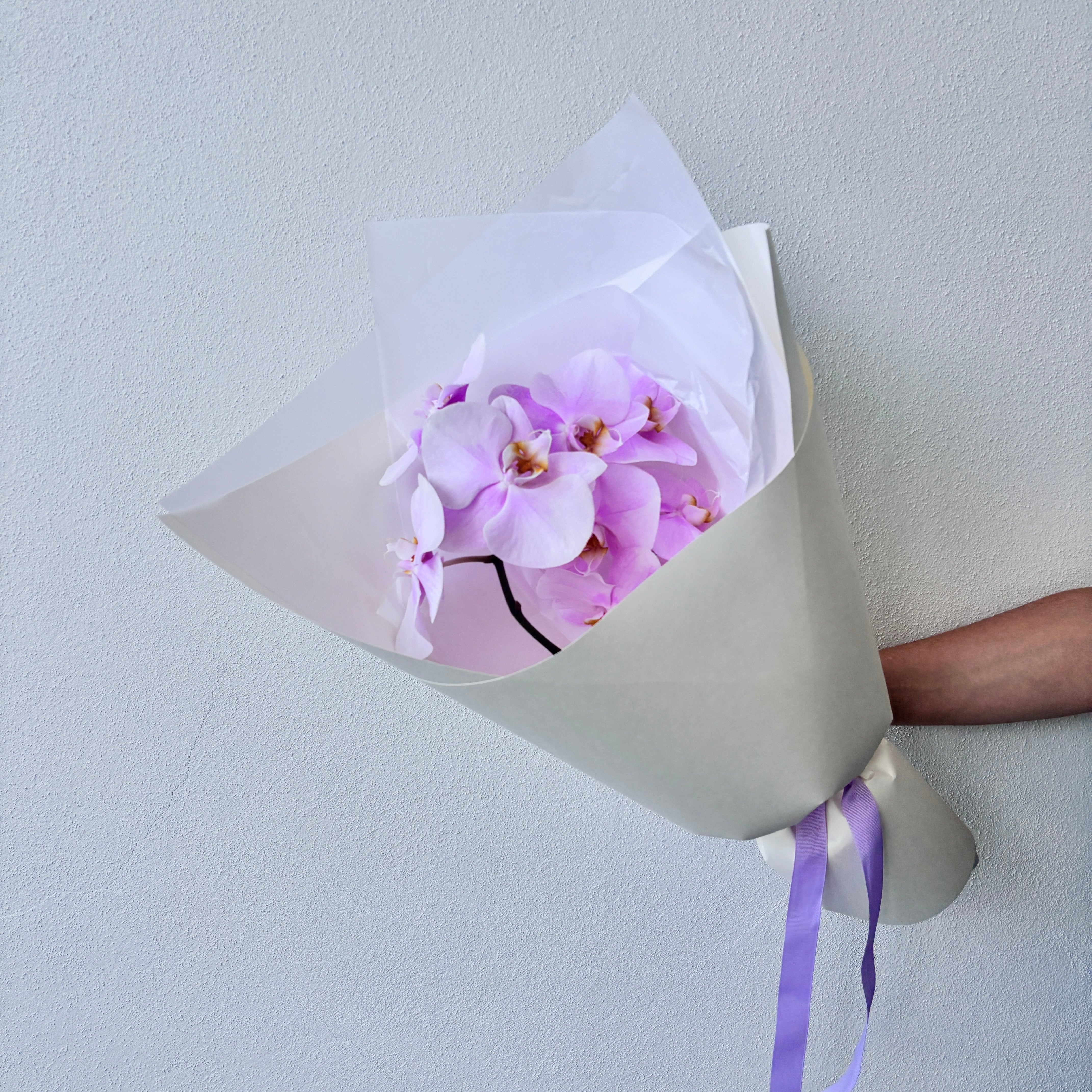 Cut Phalaenopsis Orchid Stems