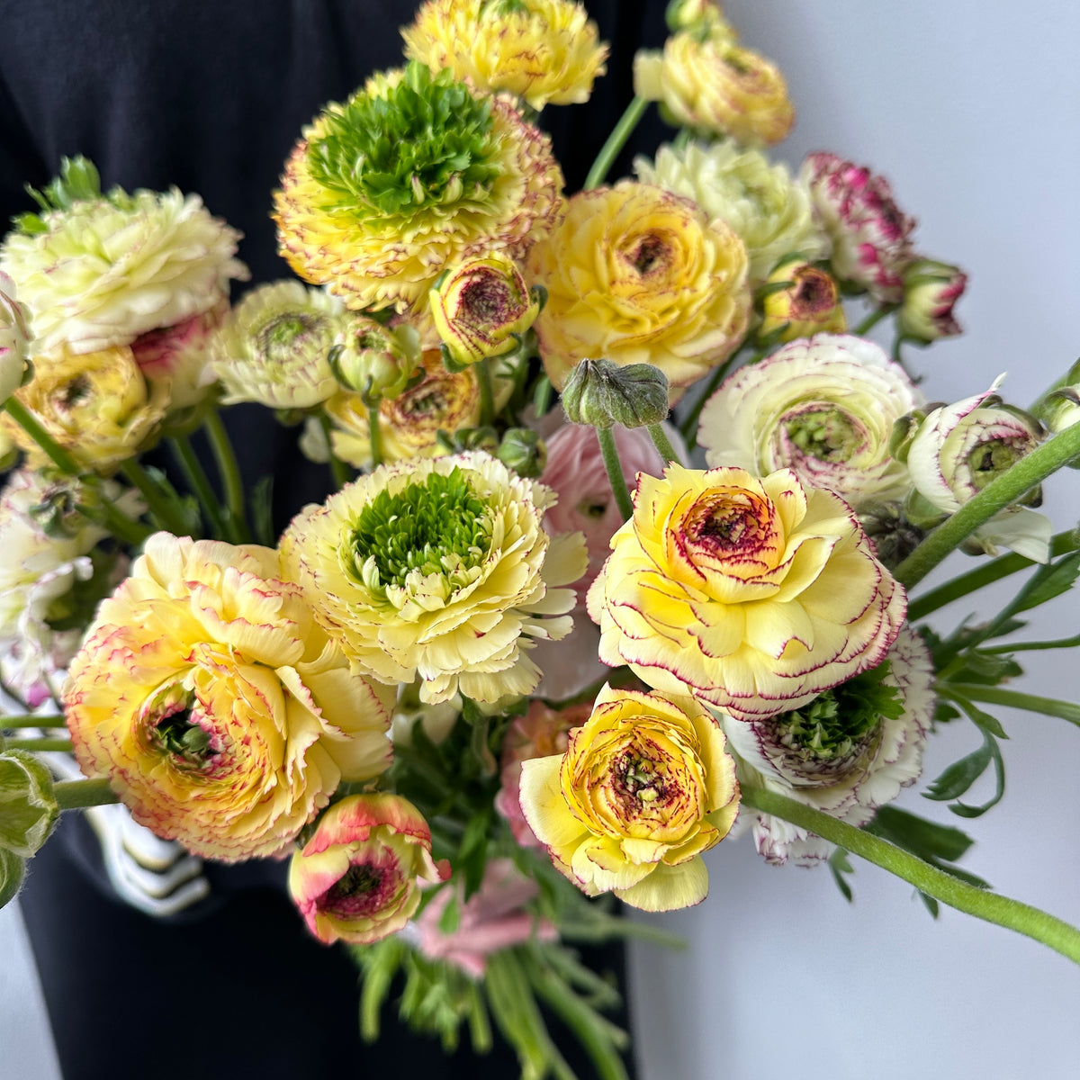 Ranunculus