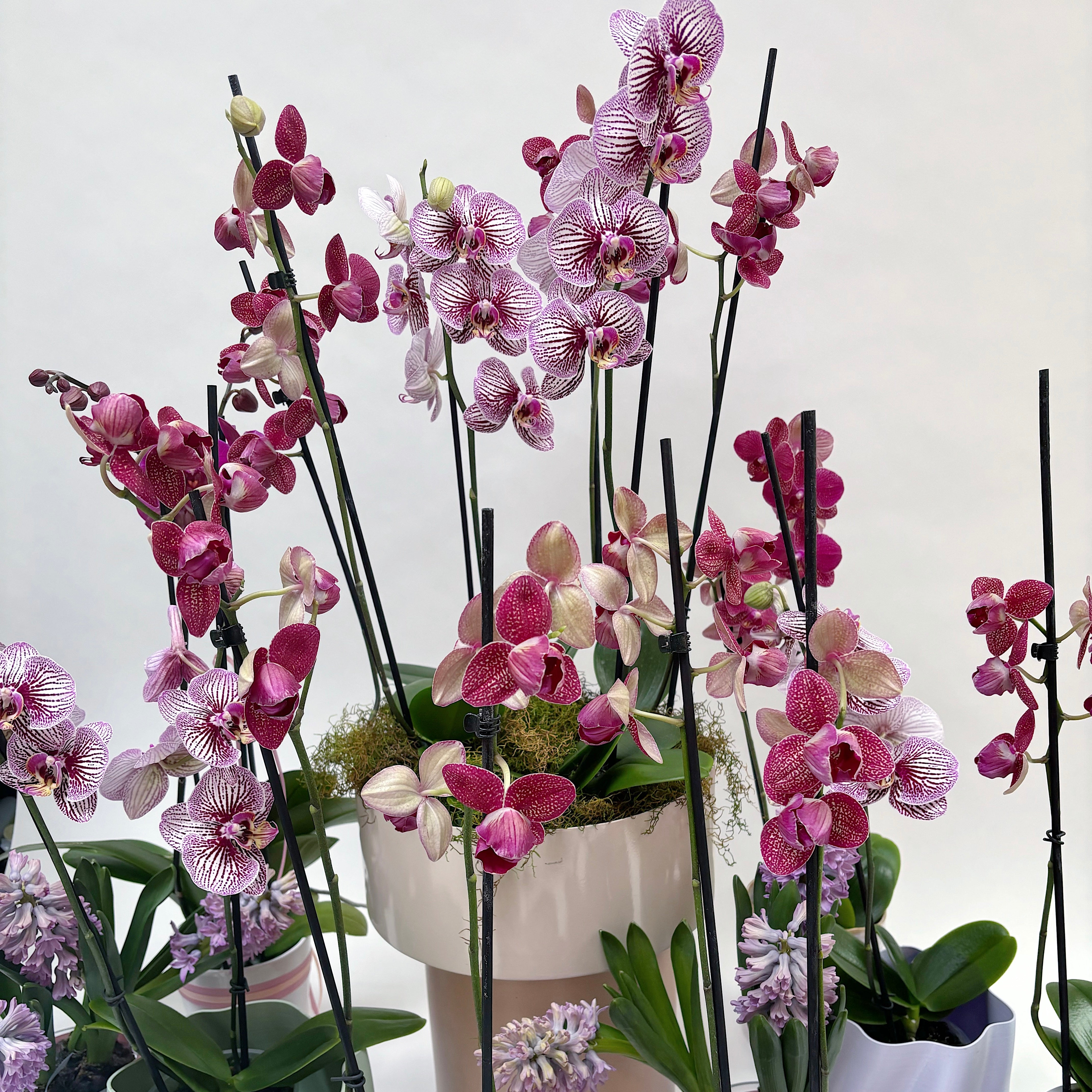 Midi Phalaenopsis Orchid Plant