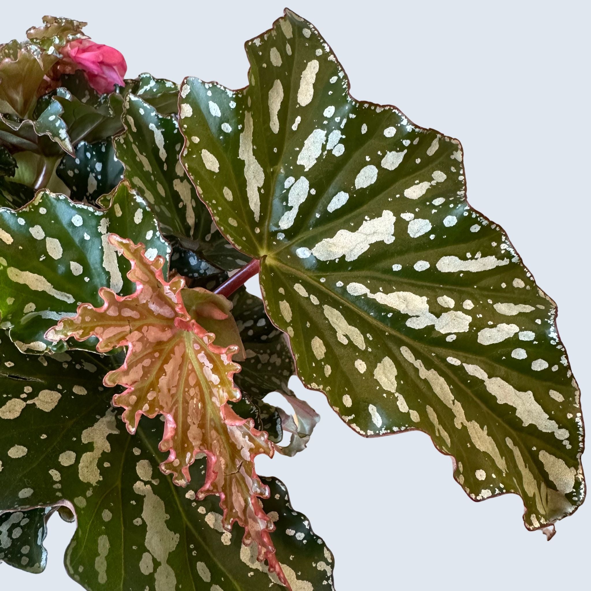 Begonia Albopicta