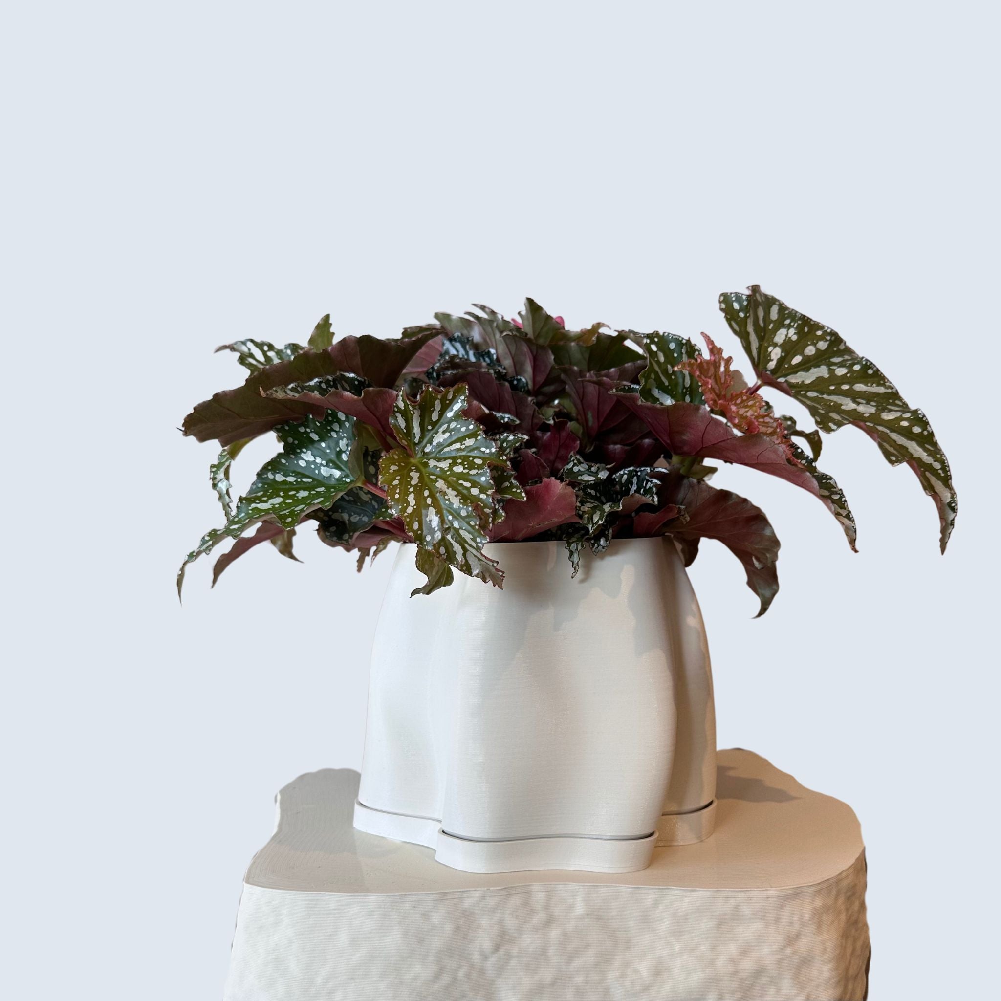 Begonia Albopicta