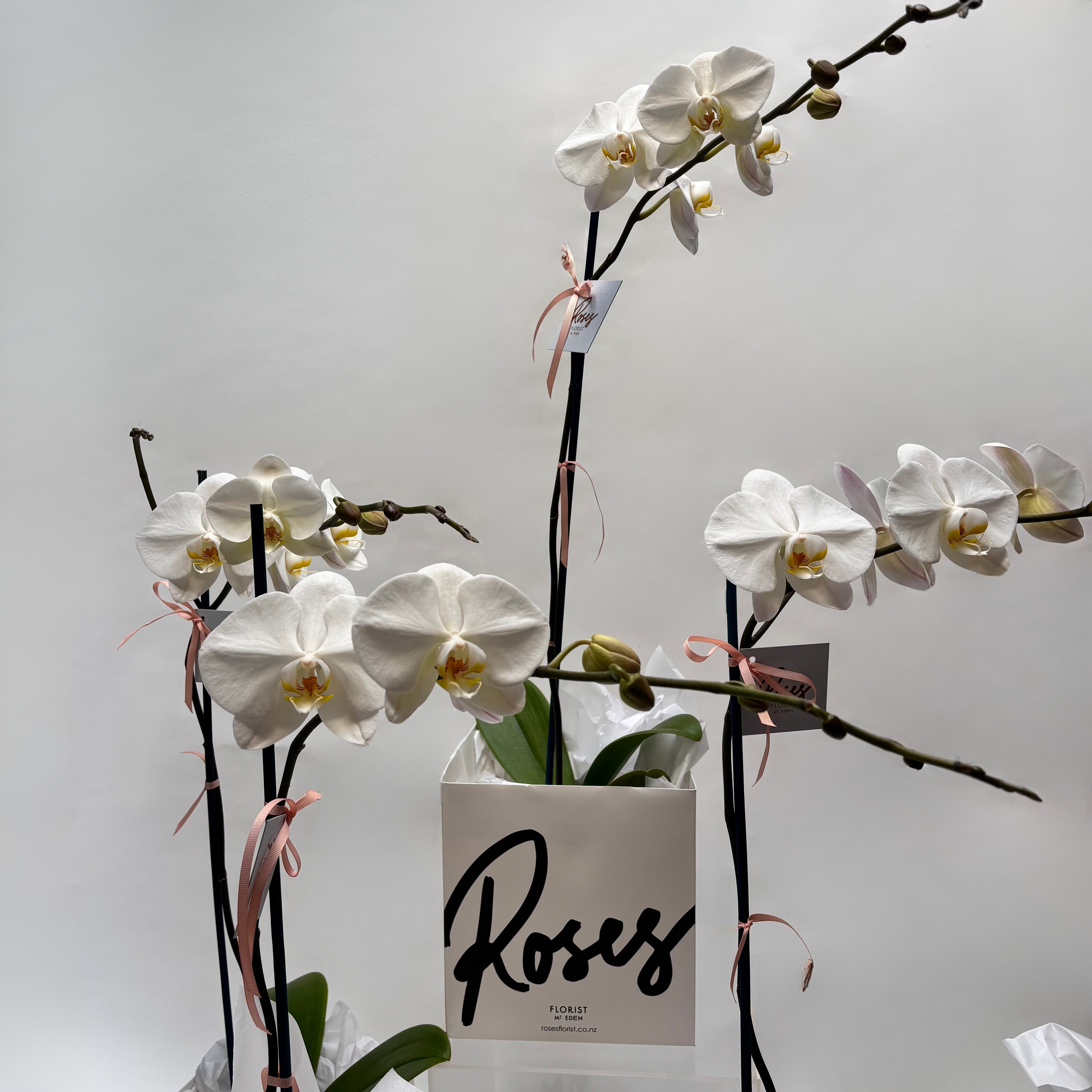 Phalaenopsis Orchid Plant
