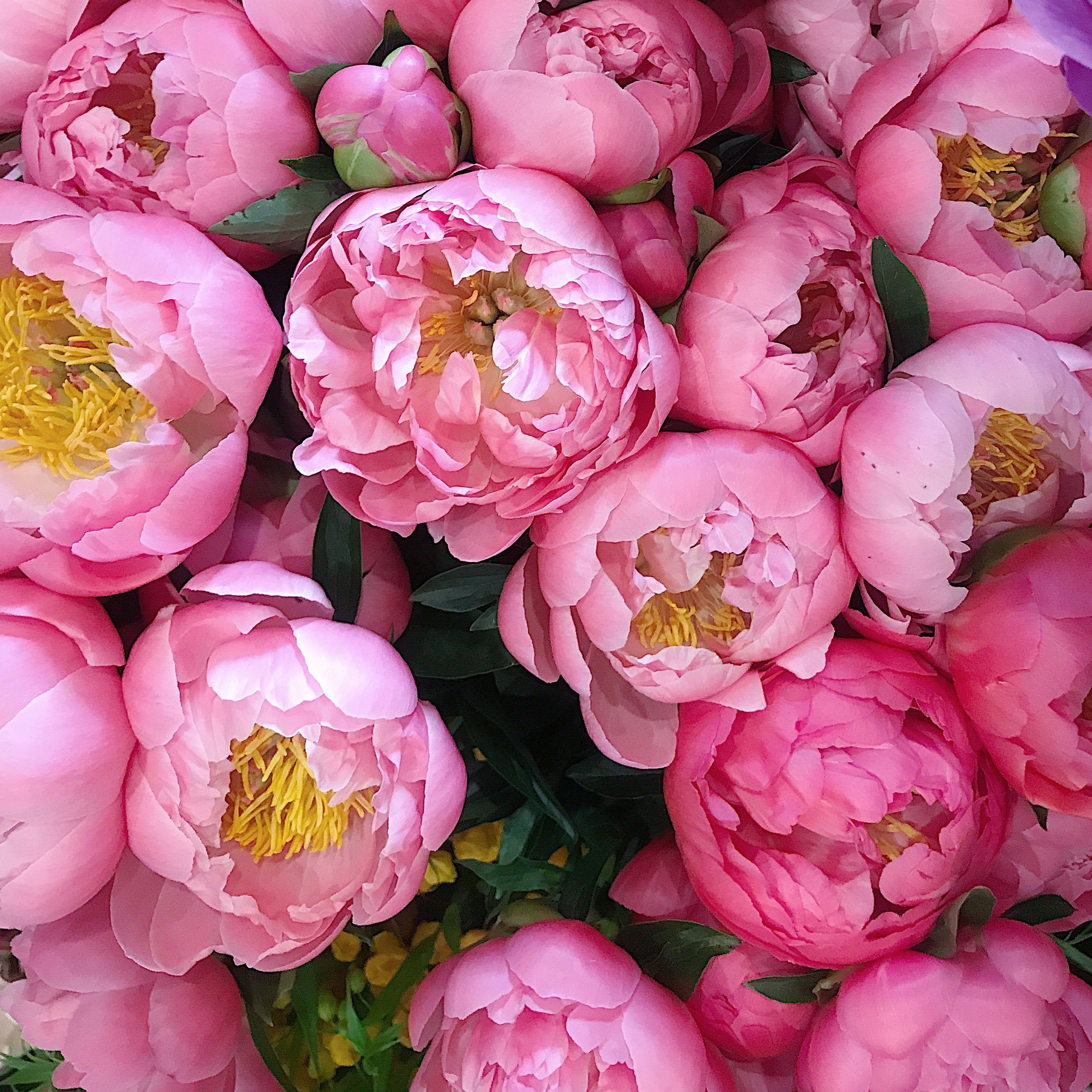 En Masse - Peonies Coral Sunset