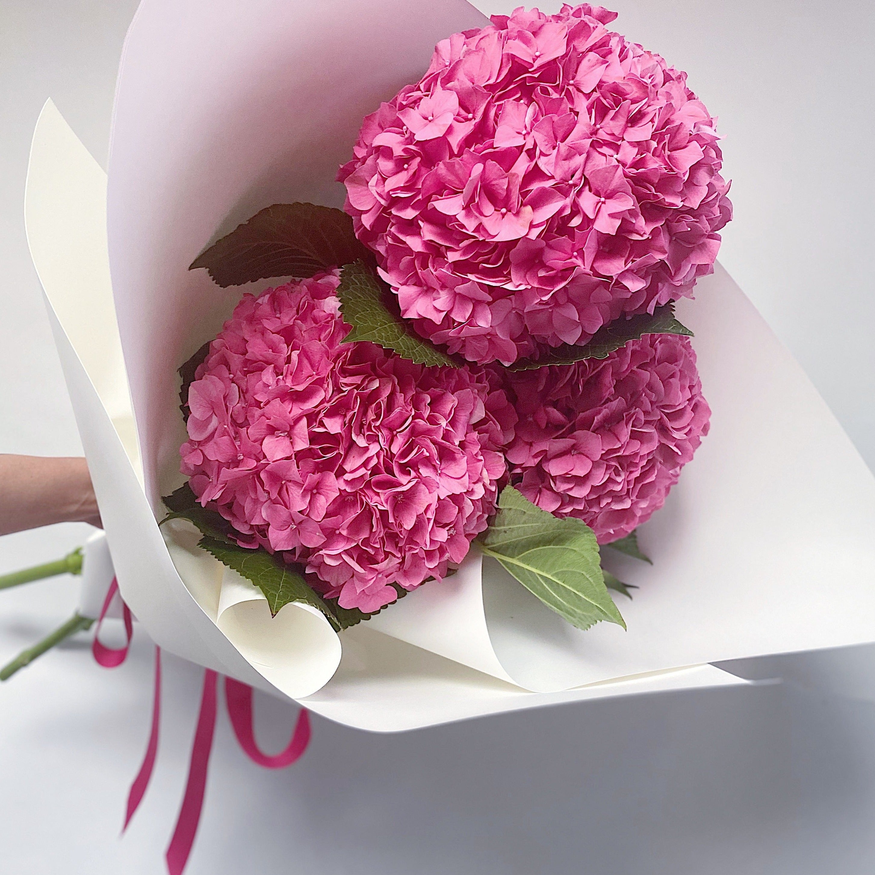 En Masse - Hydrangeas