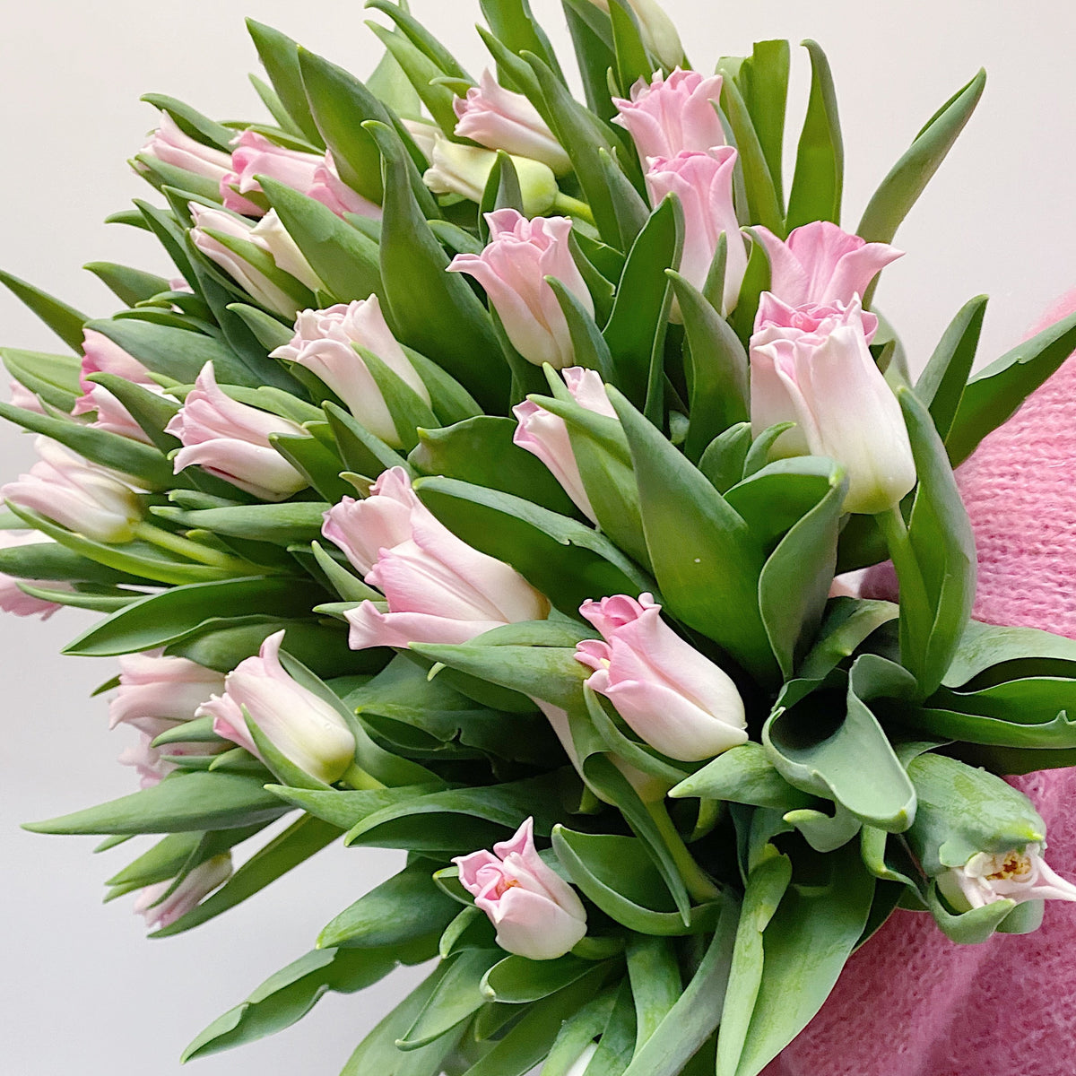 Tulips - Crown Dynasty