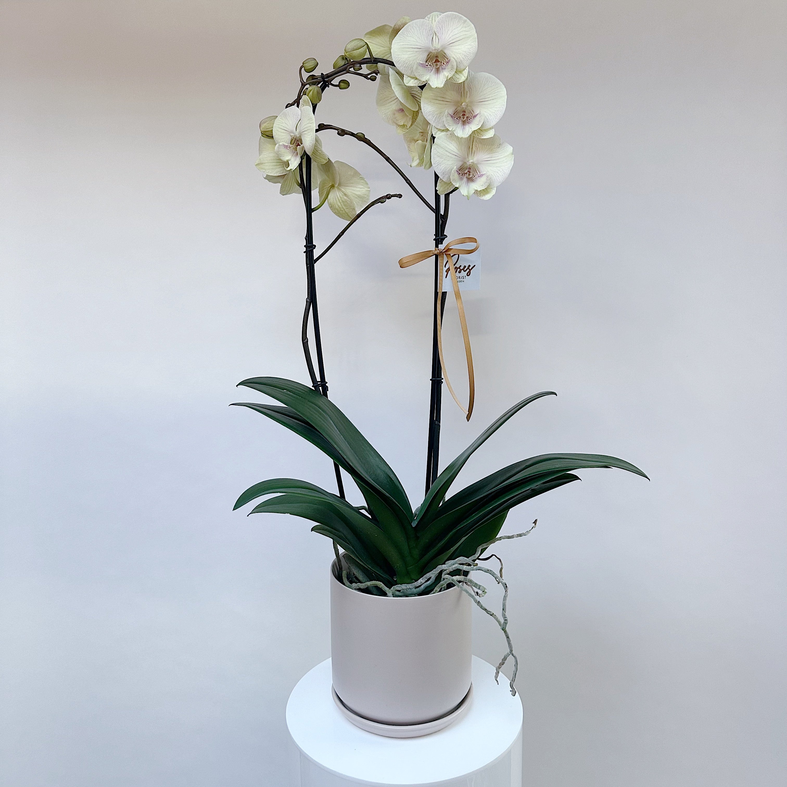 Phalaenopsis Orchid - Grandiflora