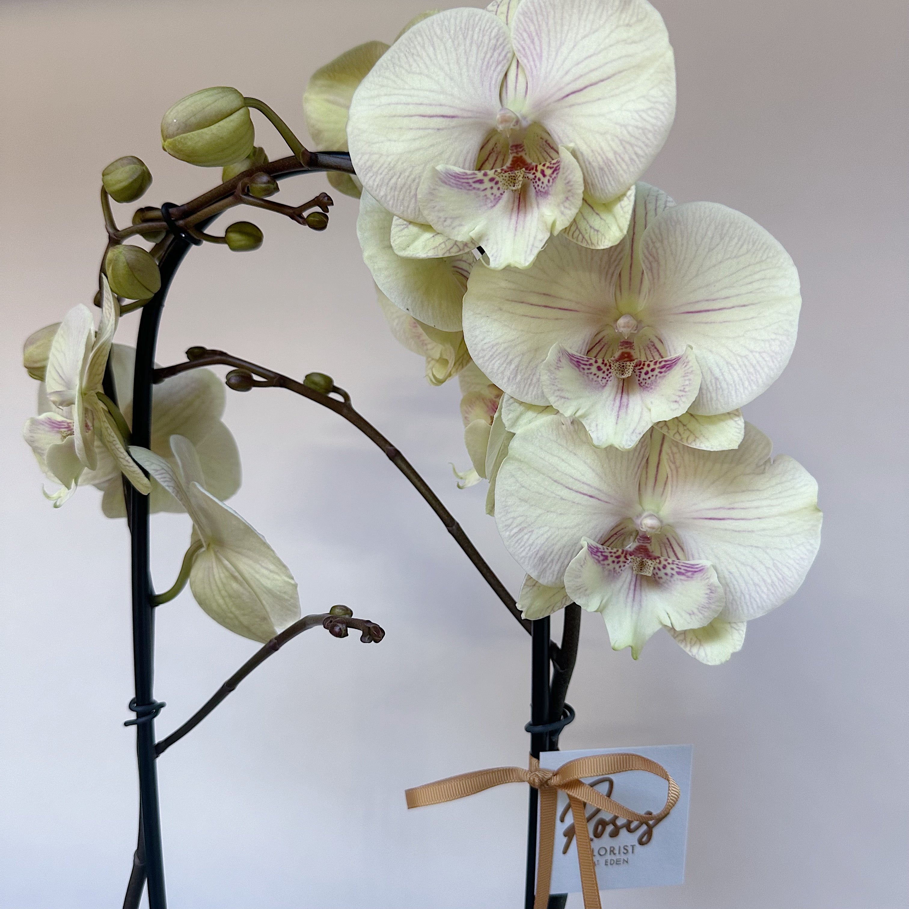 Phalaenopsis Orchid - Grandiflora