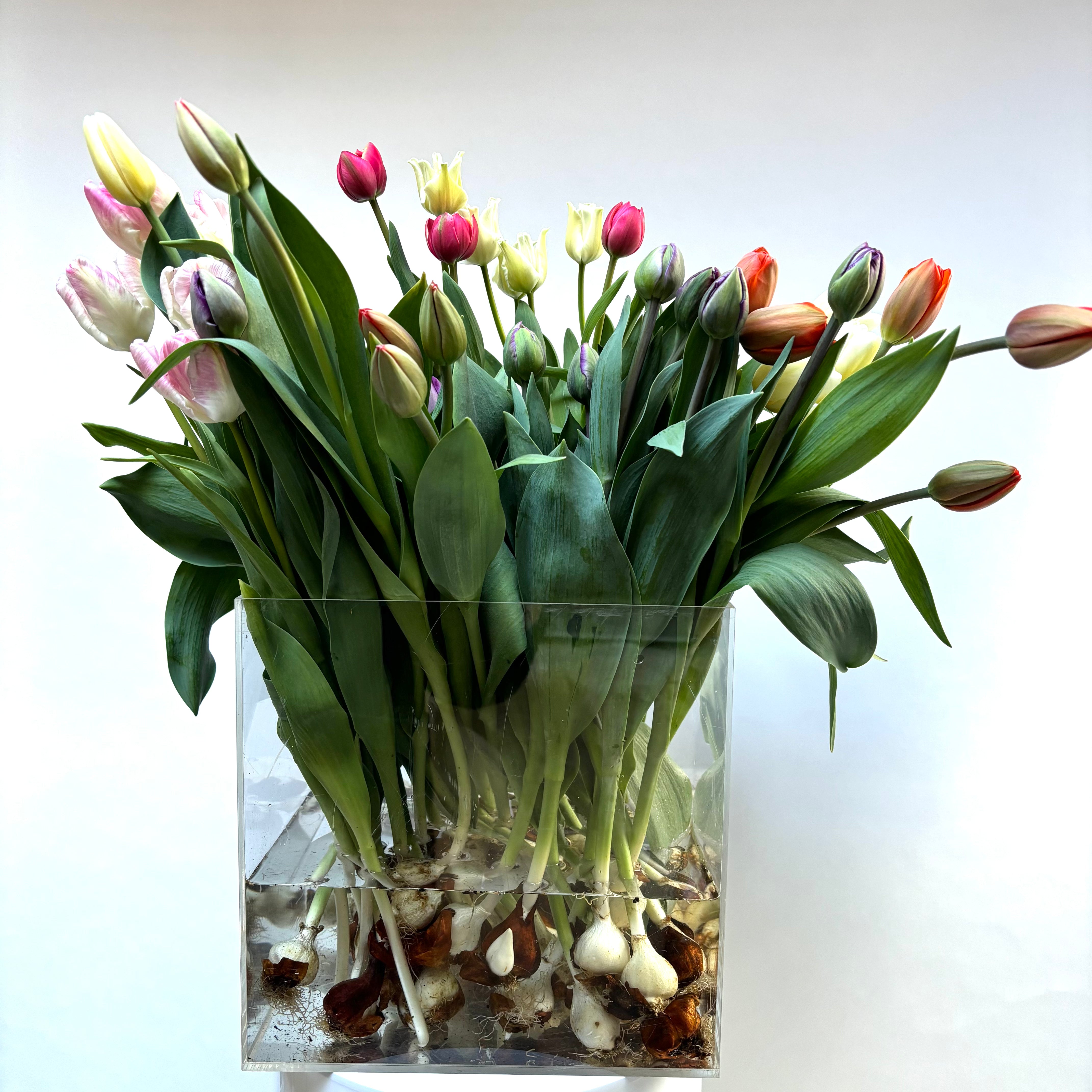 TULIPS ON THE BULB