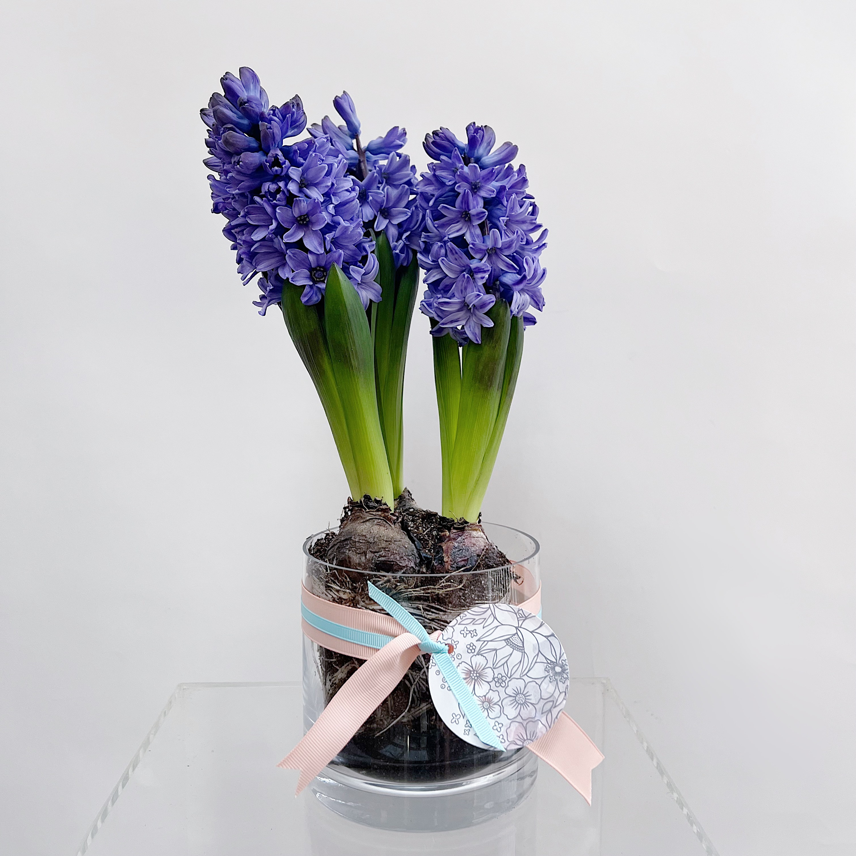 Hyacinth Plant for Mum