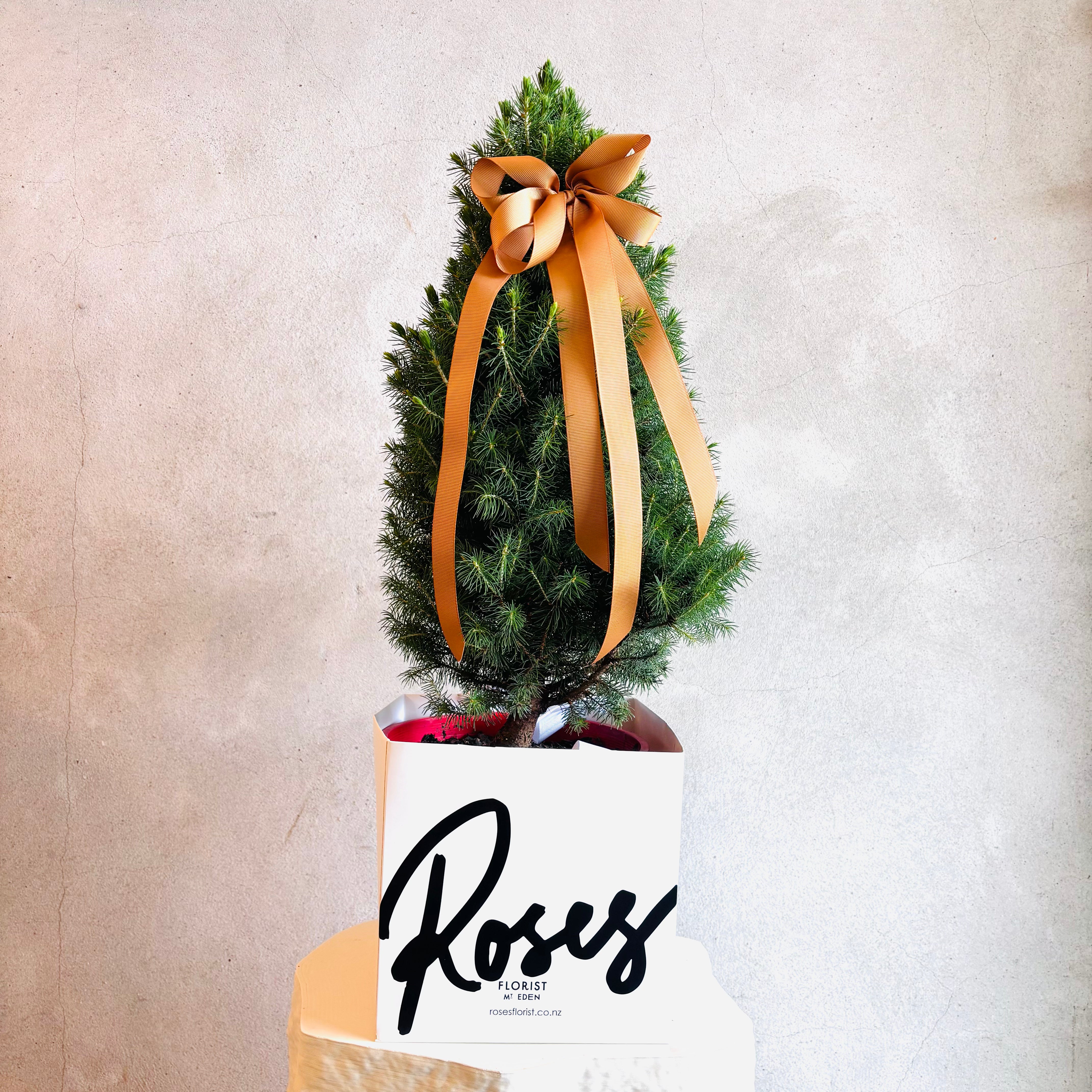 Miniature Living Christmas Tree