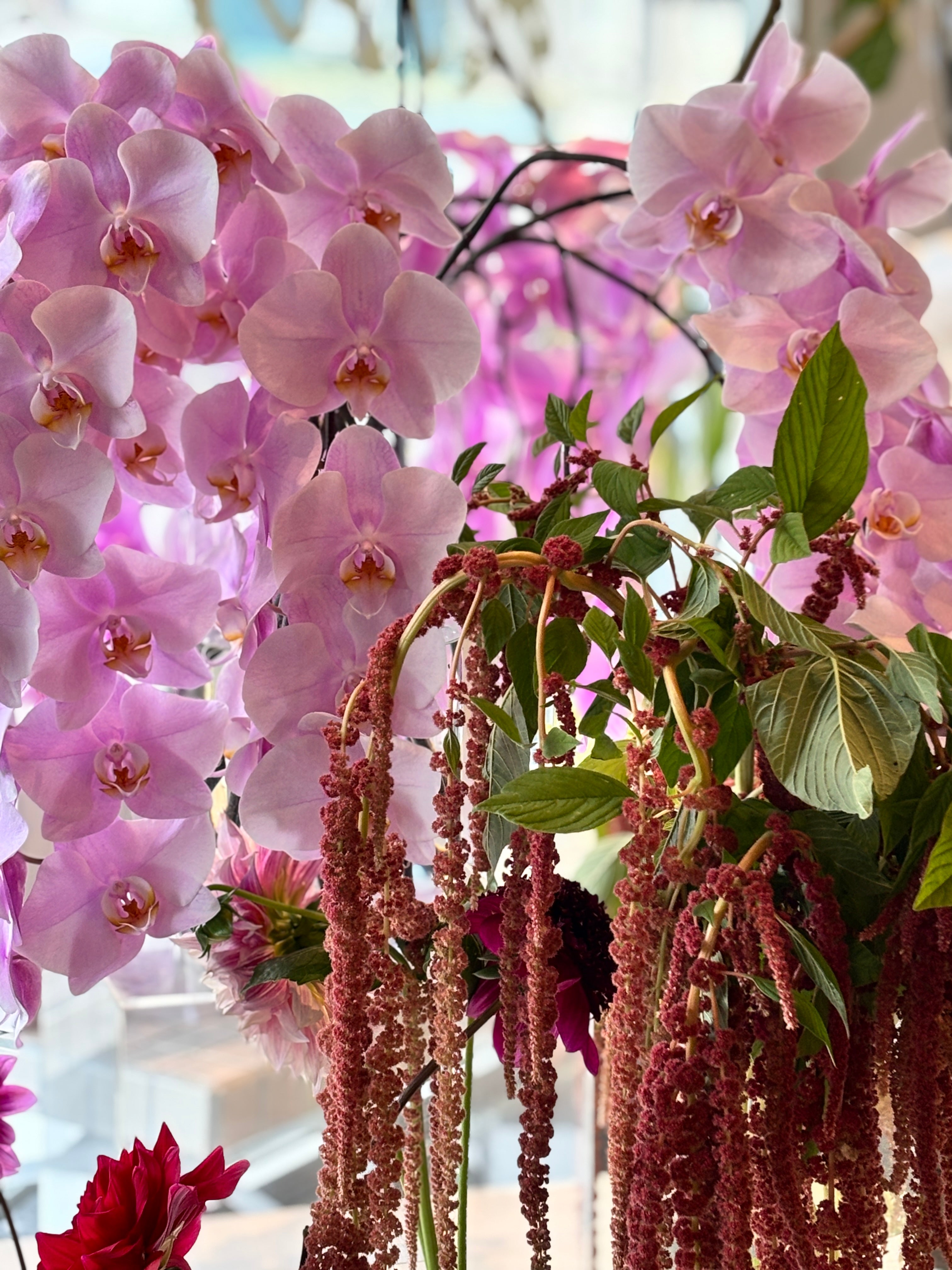 Cut Phalaenopsis Orchid Stems