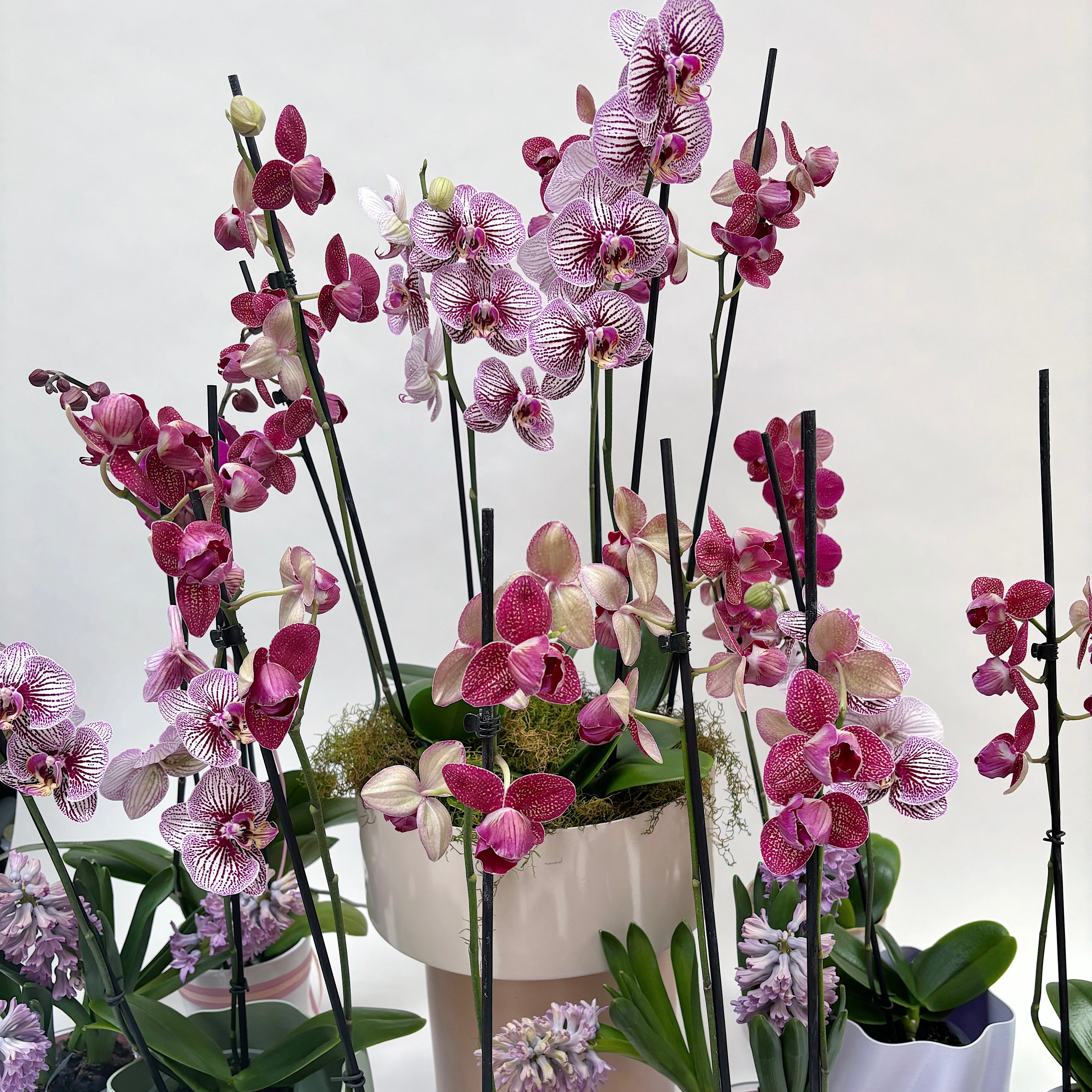 Mini Phale Orchid Plant