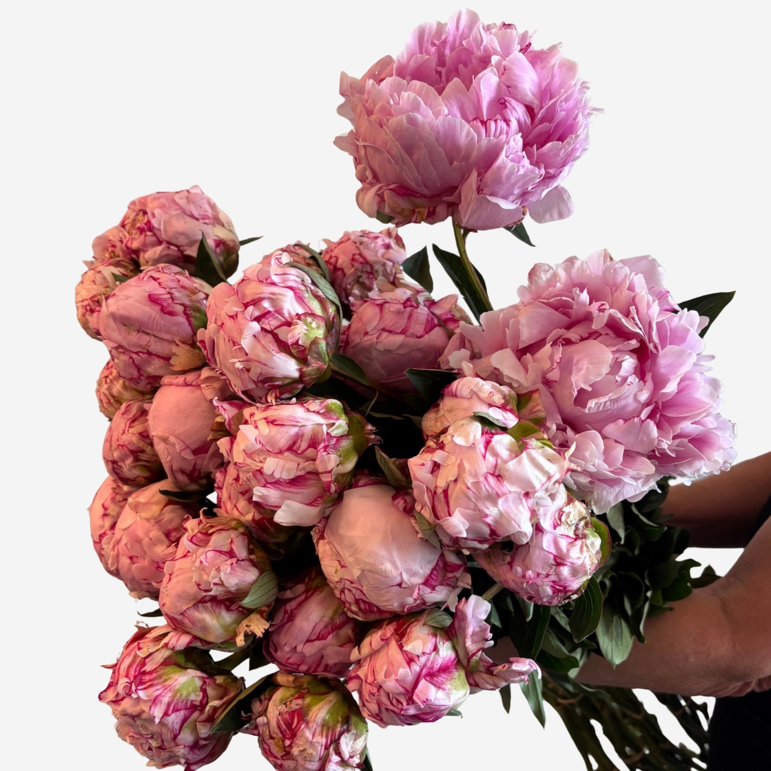 Pink Peonies - En Masse