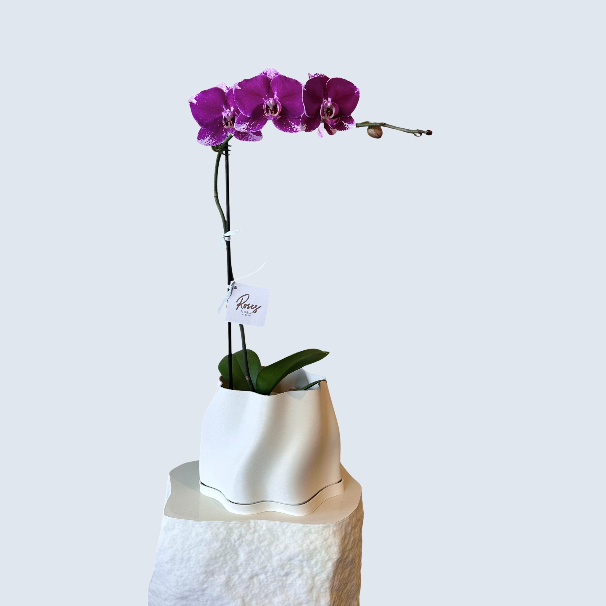 Purple Phalaenopsis Orchid Plant