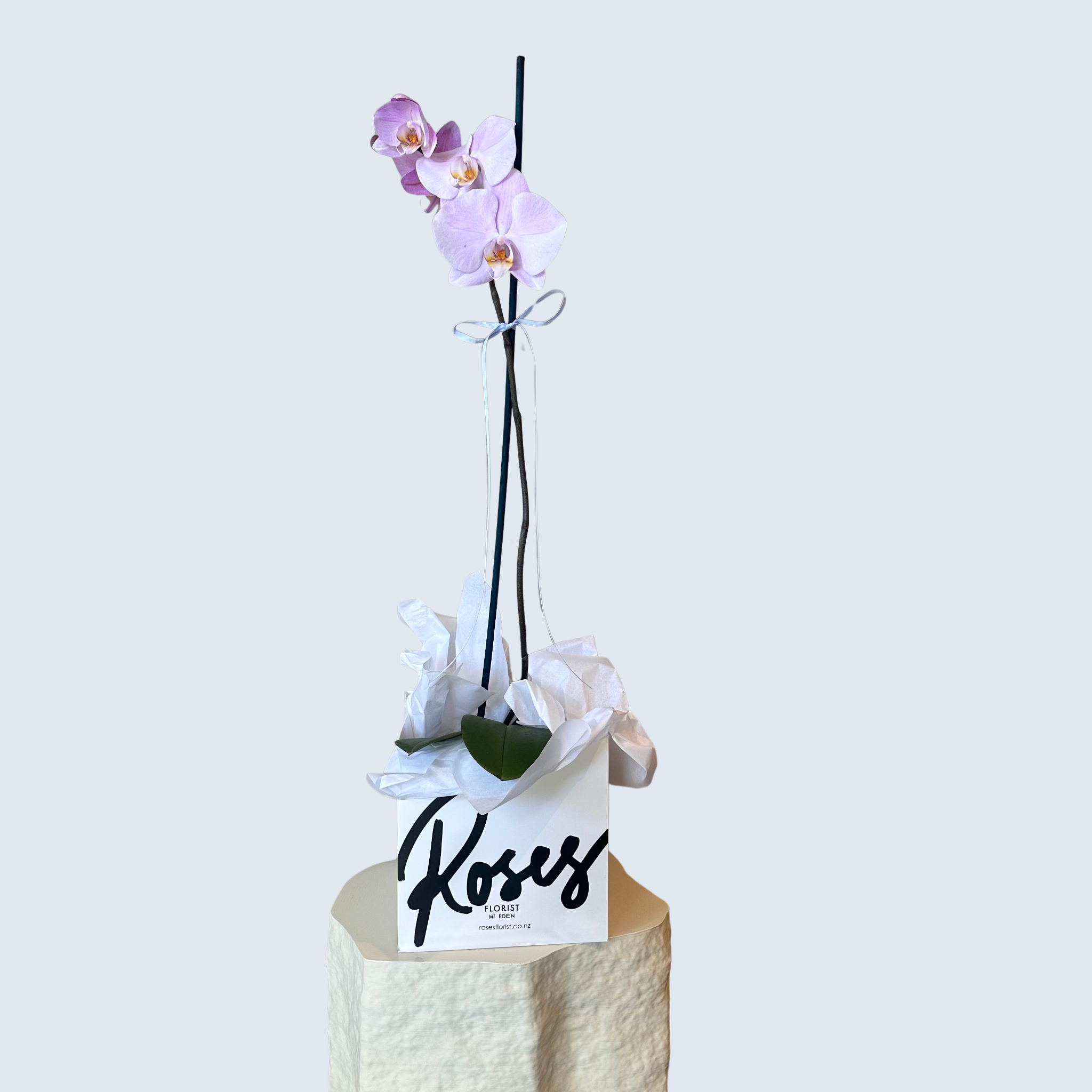 Pink Phalaenopsis Orchid Plant