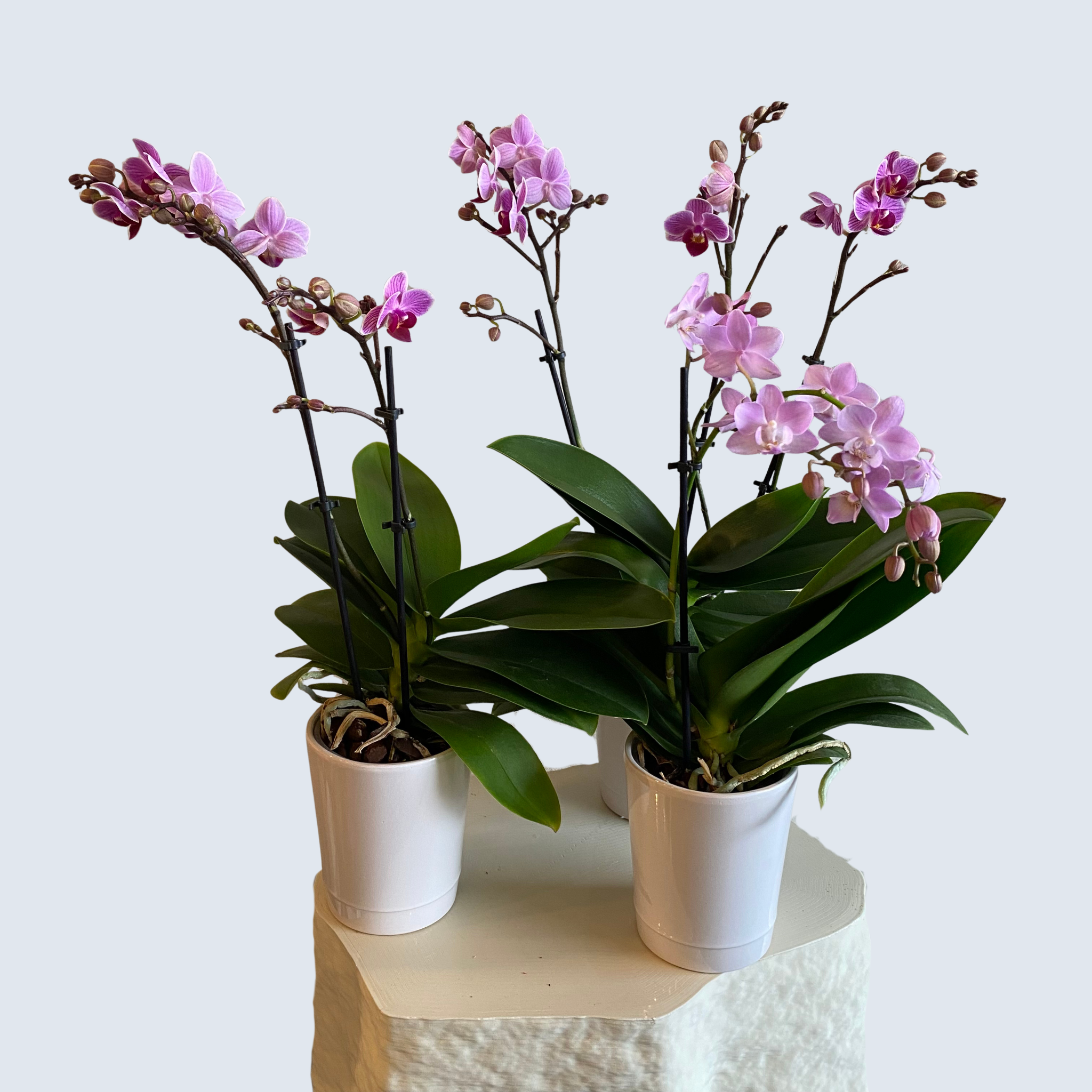 Mini Phalaenopsis Orchid in Pot