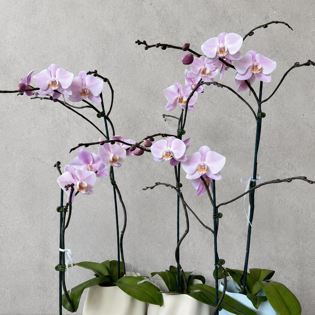 Phalaenopsis Orchid Pink - Branching.