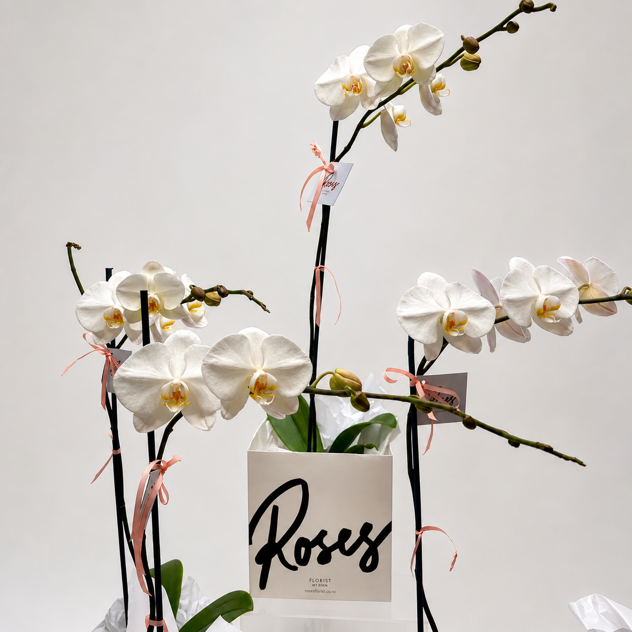Phalaenopsis Orchid Plant
