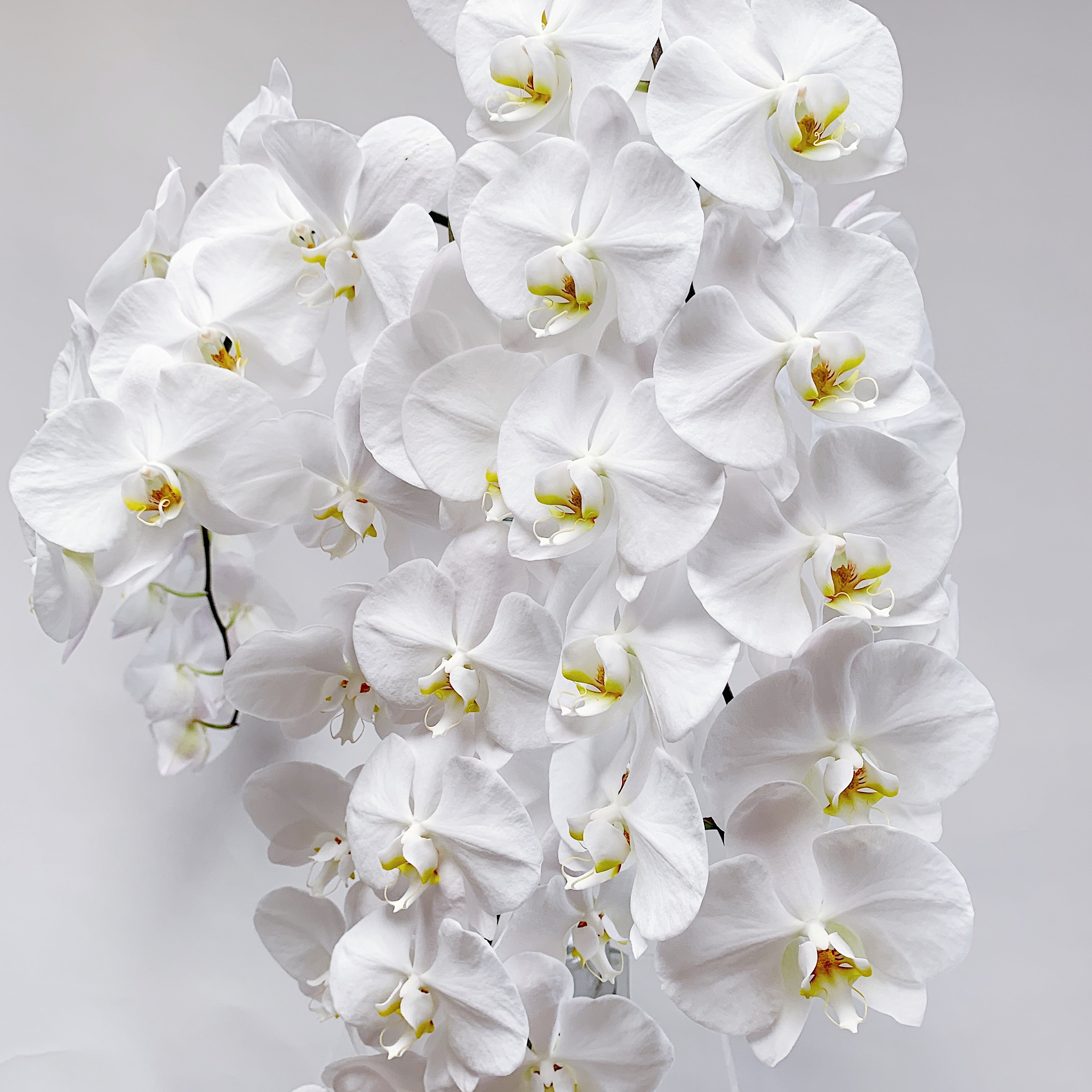 Cut Phalaenopsis Orchid Stems