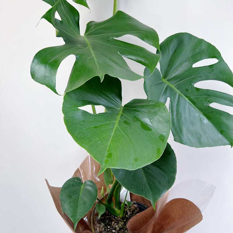 Monstera
