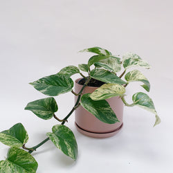 Marble Queen Pothos